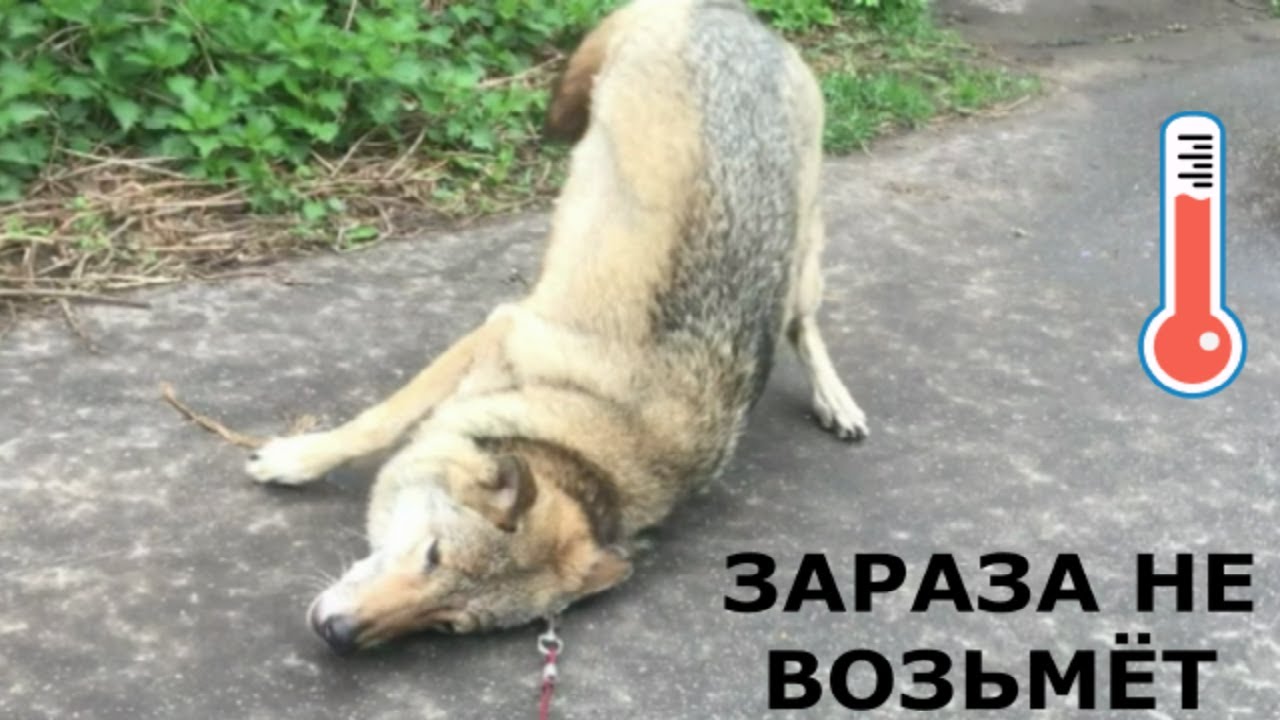 Зараза не возьмет! - YouTube