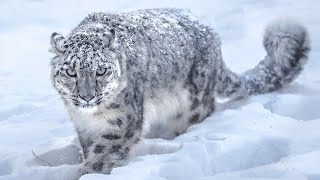 This predator is called snow because of its beautiful light fur | Snow Leopard Sound by WorldFlora 340 views 1 year ago 15 minutes