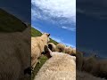 GoPro | Mounted on a Sheep 🎬 Benn Whitehead #Shorts