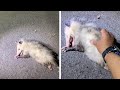 Possum Plays Dead In Front Of Photographer