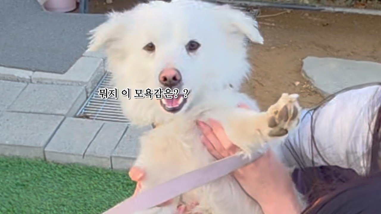 봄기운 완연한 어느날, 공원 강아지를 추행한 아내