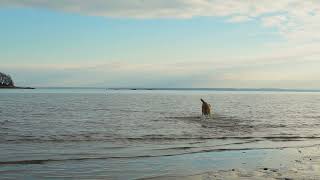 slow motion labradoodle dog chases thrown objects into scenic ocean waters