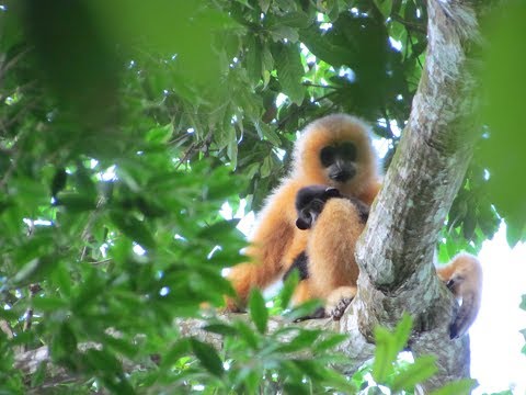 Βίντεο: Γιατί το bonobo είναι είδος υπό εξαφάνιση;