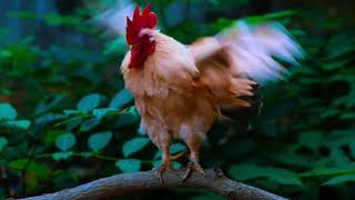This video is made for everyone who loves cute animals, peaceful wildlife moments screenshot 2