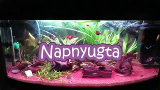 Napnyugta És Napkelte Az Akváriumban