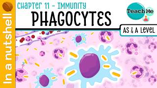 (Chapter 11) - Phagocytes [In A Nutshell] - Cambridge AS & A Level Biology (9700)
