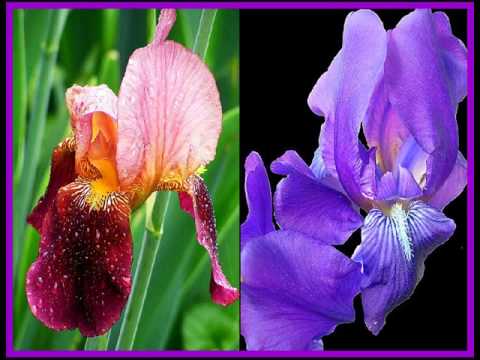 Iris Collection from Hanny-4.