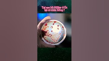 Tại sao hồ Hillier ở Úc lại có màu hồng | Kiến Thức Mỗi Ngày Official #shorts