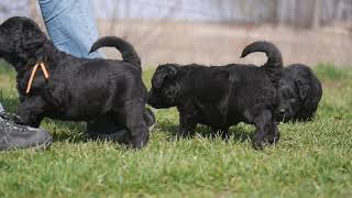 black russian terrier kijiji
