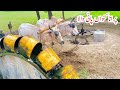 Traditional Irrigation Method of Punjab | water Lifting with Bulls | Village Life