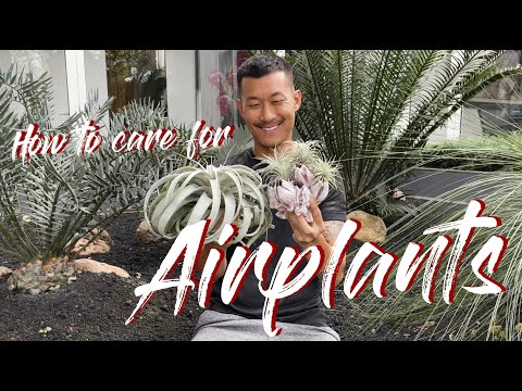Tillandsia / Airplants care and propagation