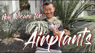 Tillandsia / Airplants care and propagation