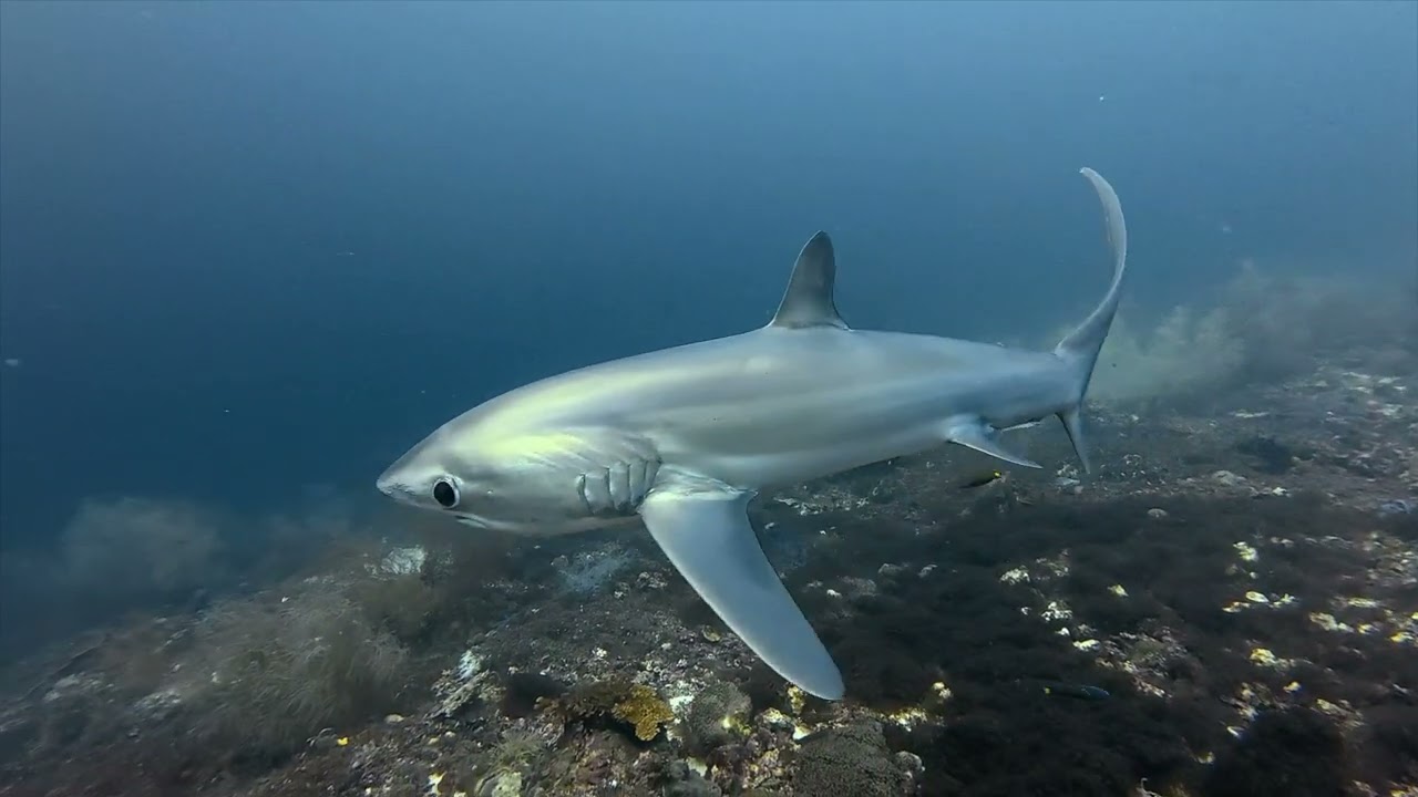 Philippines Scuba Diving December 2025 to January 2026