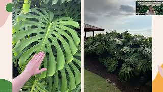 Diagnosing House Plant Issues