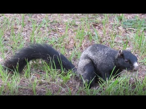 Get Wallpaper Fox Squirrel Black Morph Youtube Free