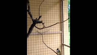 Burung Cucak Jenggot Di Aviary Mini