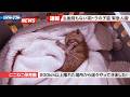 【にこねこ速報】小さな茶トラ子猫が緊急入園しました！