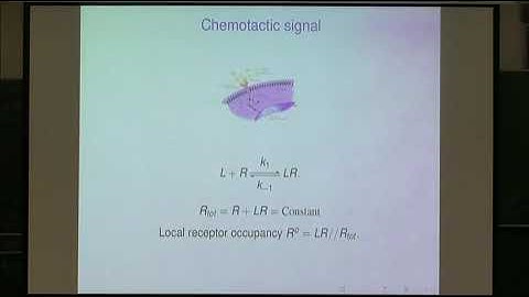 Mr. John Mackenzie | A Computational Model for Single Cell Migration and Chemotaxis: Coupling......