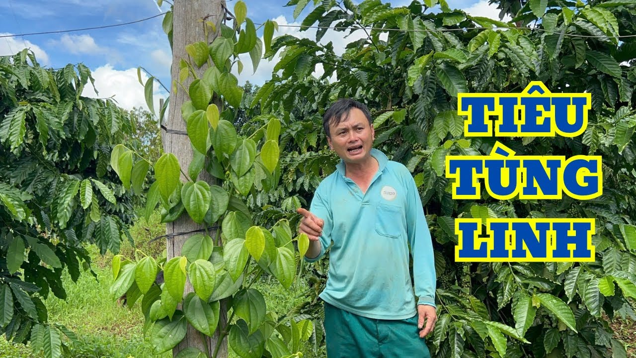 CÓ NÊN TRỒNG TIÊU TÙNG LINH