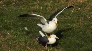 Adult Lesser Black-backed Gull Green YAJZ - 20160411