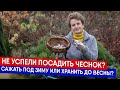 Не успели посадить чеснок? Сажать под зиму или хранить до весны?