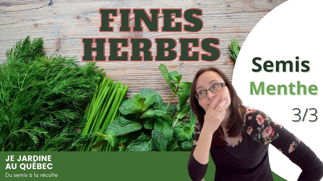 Fines herbes: mes trucs pour semer la menthe
