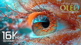 Amazing OLED Nature Test 16K Video ULTRA HD | Dolby Vision 120FPS (8K/4K Video TV)