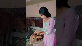 #kanhaji #cowvideo #animals #love #animalshorts #happiness 💞