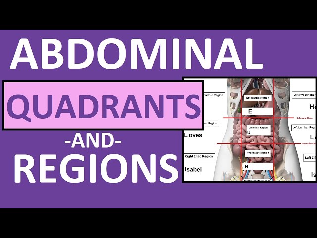 The Nine Abdominal Regions  Upper, Middle & Lower Abdomen