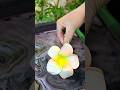 part 100#Dreamy Frangipani Lacquer Coloring Process So Satisfying