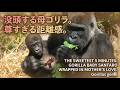 食事に没頭する母ゴリラ・ゲンキと、それを見守る赤ちゃんサンタロウの尊すぎる距離感┃ 京都市動物園のゴリラ
