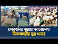 বাংলাদেশের আবহাওয়ার সঙ্গে মানিয়ে নিয়েছে দুম্বা | Ekushey TV