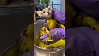 Sarıya Boyanan Kediler: Şok Eden Tedavi Gerçeği 🐱💛
