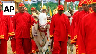 Oxen in Thailand's annual royal ploughing ceremony indicate Thai economy set to prosper