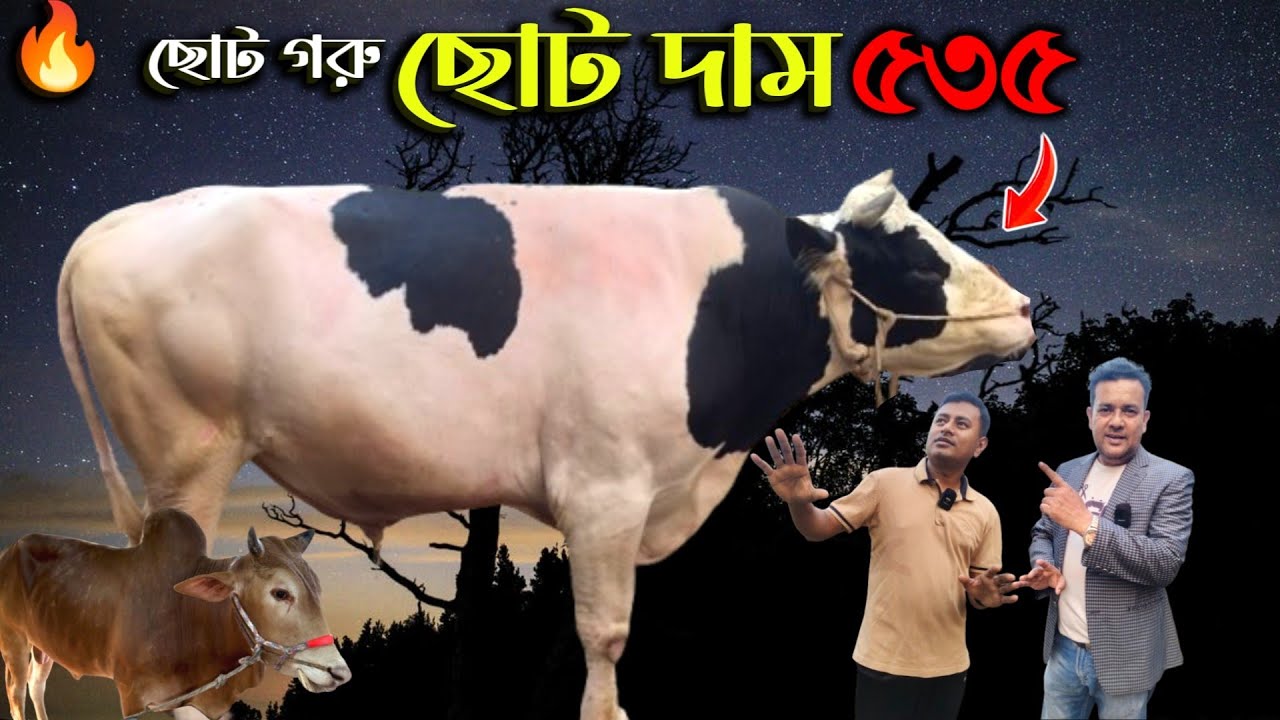 В Уттаре, столице Уттархана, на рынке содержатся 26 молодых коров, предназначенных для жертвоприн...