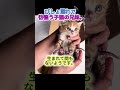 豪雨の中、震える子猫の兄妹。どうすれば助けられるでしょうか…。