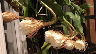 Cả Nhà Cùng Mình Xem Hoa Quỳnh Hương Nở! Nữ Hoàng Của Màng Đêm🏠🐢🇨🇦