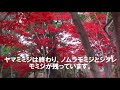 平岡樹芸センター(札幌)の紅葉 の動画、YouTube動画。