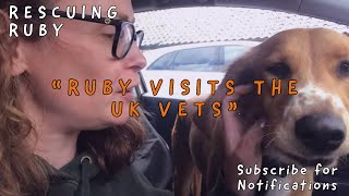 Ruby visits the UK vets for the first time | Sofia (supermama) from Takis Shelter