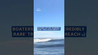 Boaters capture 'incredibly rare' triple whale breach