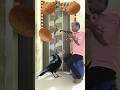 Rounding Coconut To Kauwa, Kabutar, Tota, Mor, Funny Vfx Magic Video, #short #shorts #shortsfeed