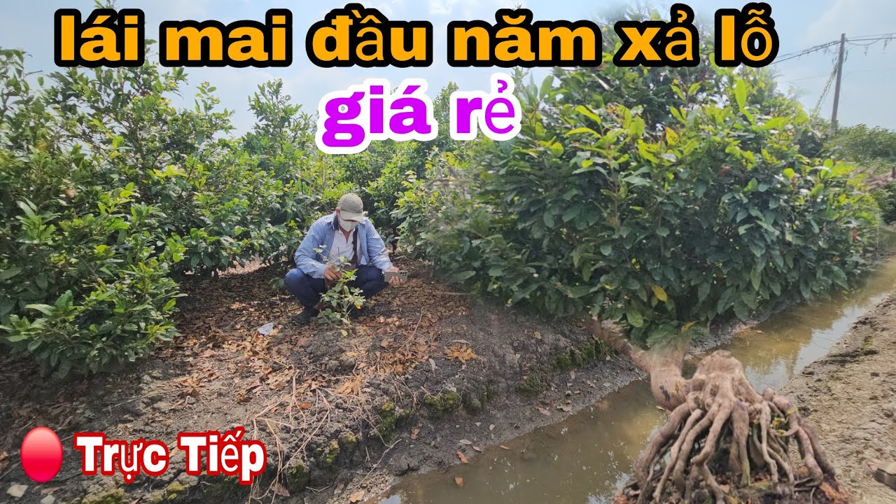 Lái Mai La Trời Đầu Năm Bán Xả Giá Rẻ Bình Dương Ngay Lúc Này 