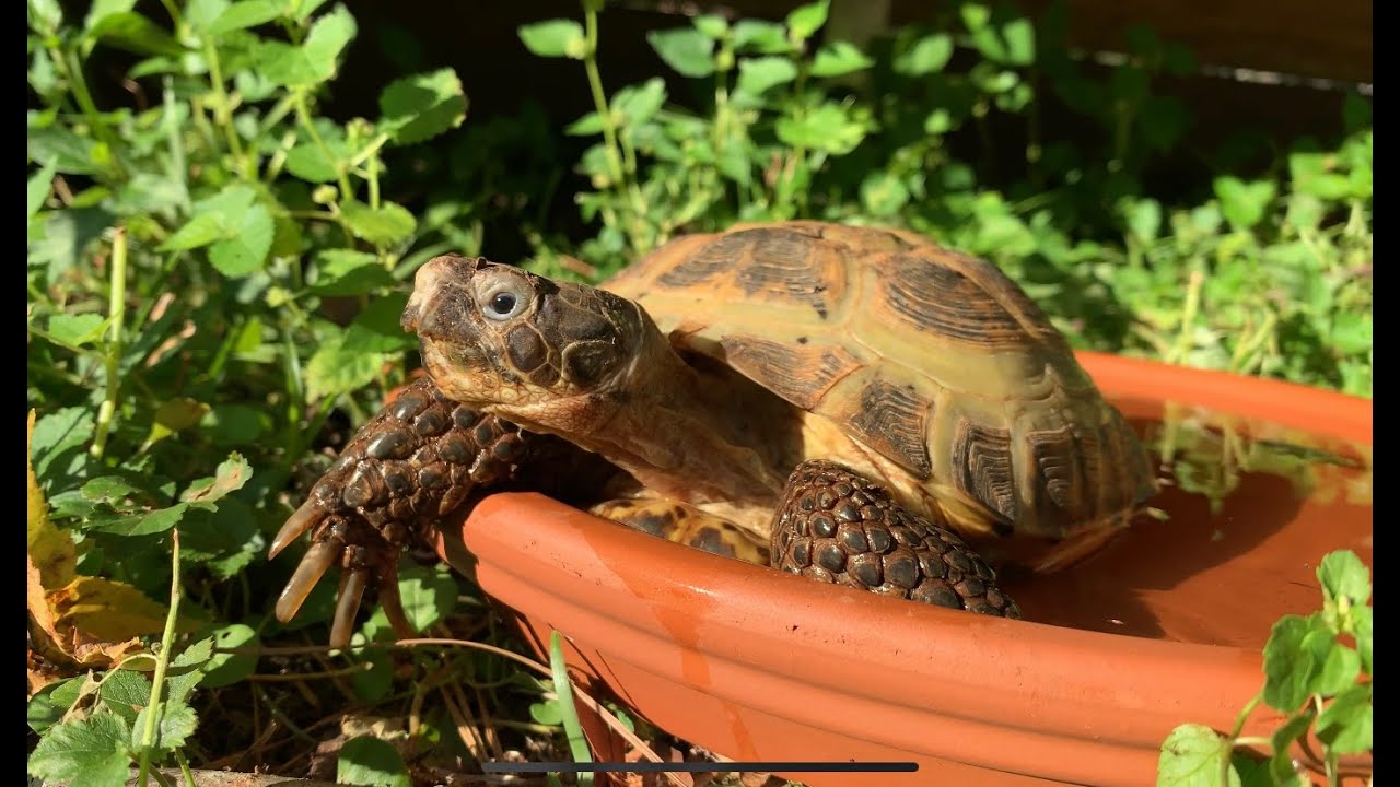 russian tortoise petsmart