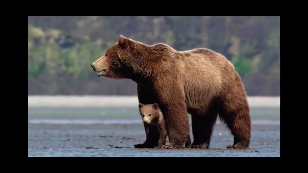 Disneynature Bears sky saves Scout ￼
