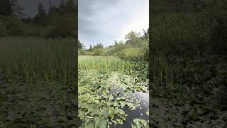 Lily pads and bird calls#grounding#peaceful#takeamoment#nature#lilypad#calm #healing#birdcalls#lake