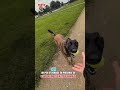 un peu d'exercice en présence de stimulation et d'autres animaux malinois GUN 29 partie 1