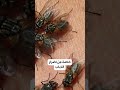 رياح محملة بالتراب والذباب