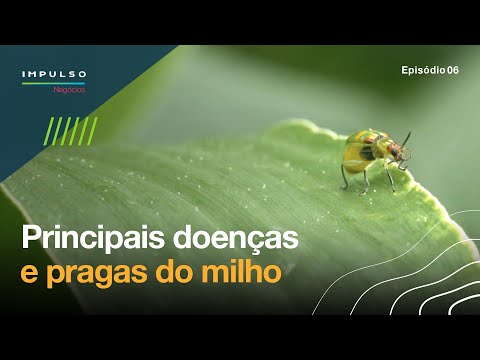 Vídeo: Doenças E Pragas De Coníferas - Medidas De Prevenção E Controle. Foto