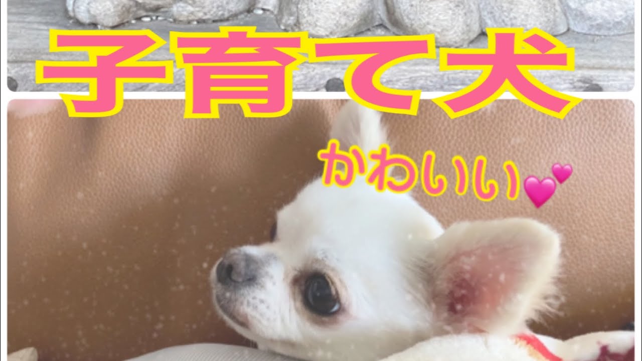 縁起が良くなる 田無神社 子育て犬をでる愛犬チワワと蝉の声 短い動画 ママとチワワ Mom Chihuahua Dog Chihuahua Shorts Youtube