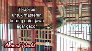 Terapi air untuk masteran burung opior jawa agar gacor